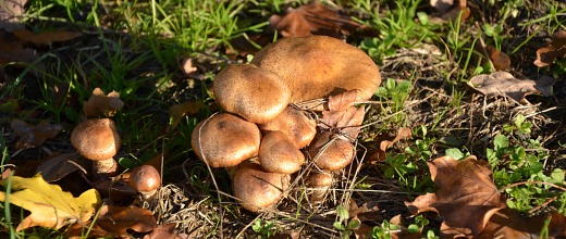 Benovice-houby